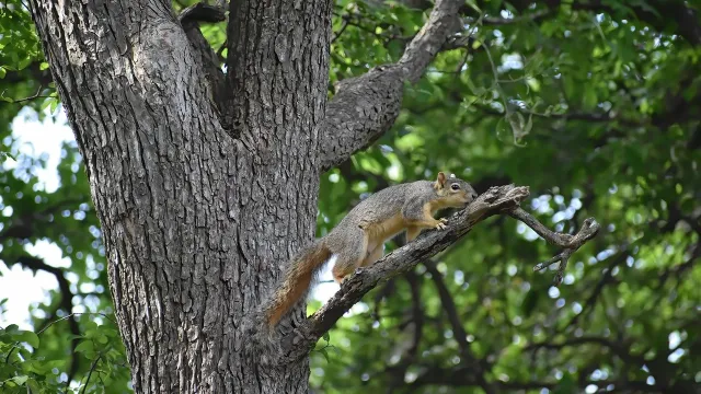 Bild Openair-GD Böumig (Foto: Pixabay) Bild Openair-GD Böumig (Foto: Pixabay)