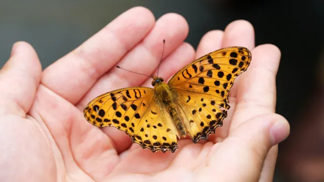 butterfly-4396444_1280 (Foto: Pixabay) butterfly-4396444_1280 (Foto: Pixabay)